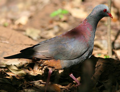 Geotrygon caniceps